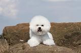 BICHON FRISE 095